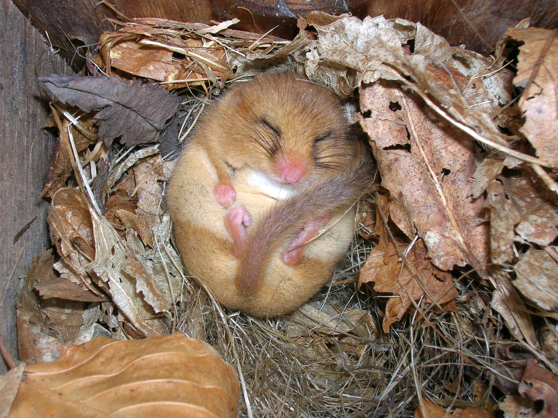 Dormouse sale